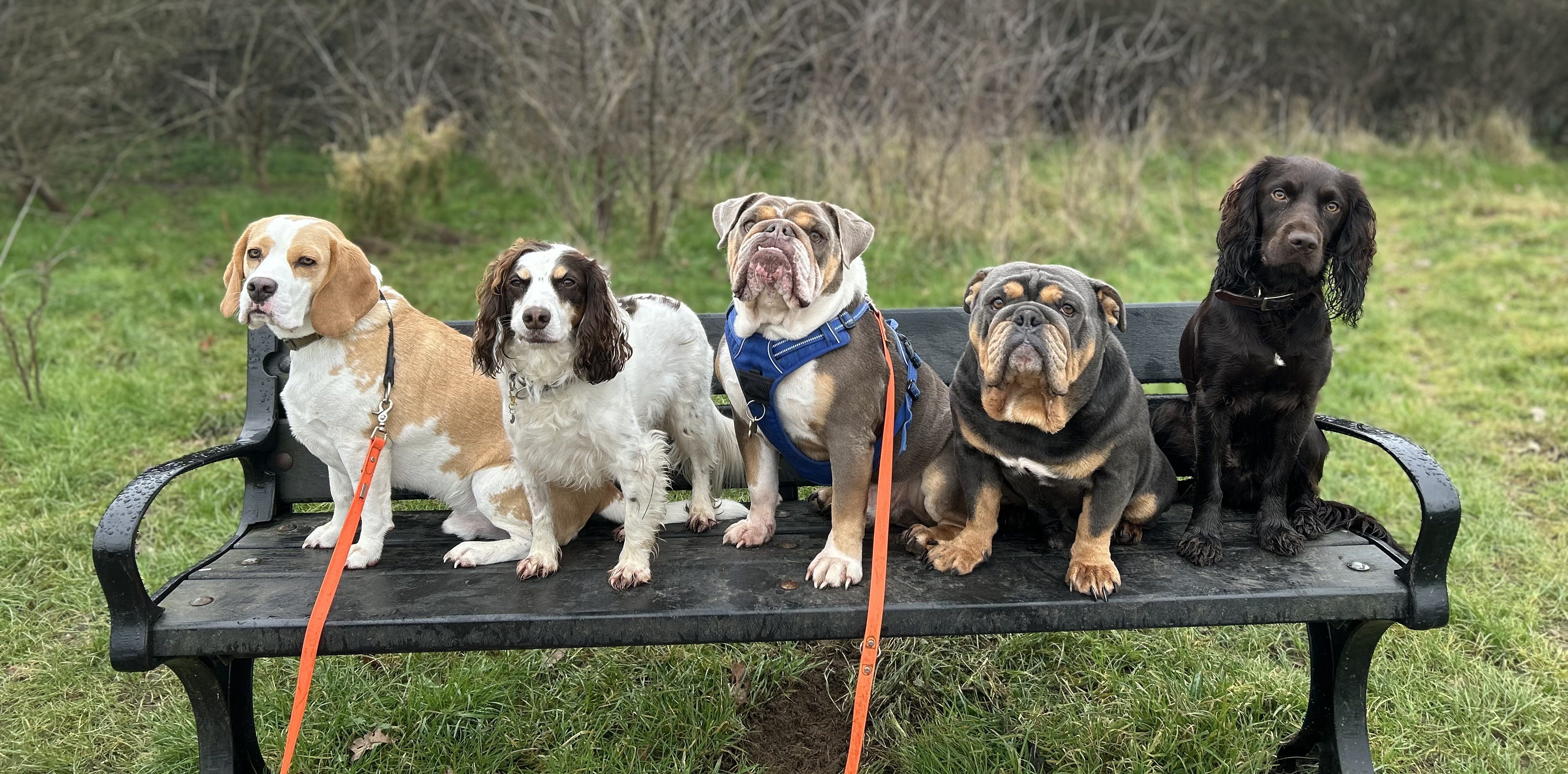 Professional dog walker Wallington, Group dog walks